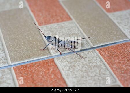 Peitsche Skorpion kriechen auf Bodenfliesen Stockfoto