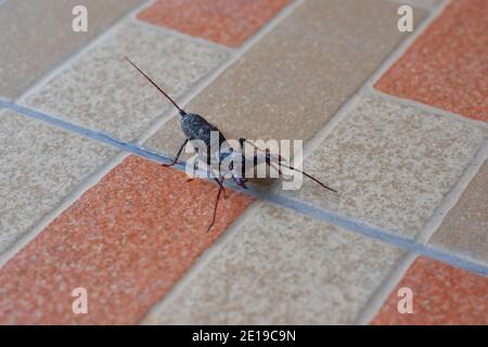 Peitsche Skorpion kriechen auf Bodenfliesen Stockfoto