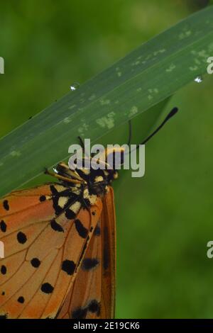 Nahaufnahme von Tawny coster Schmetterling auf Grün thront Gras Stockfoto