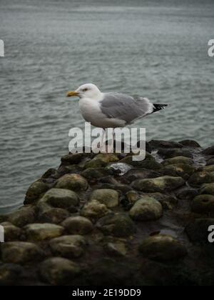Seitenansicht der erwachsenen europäischen Heringmöwe larus argentatus sitzend Auf Steindamm in Etretat Normandie Frankreich in Europa Stockfoto