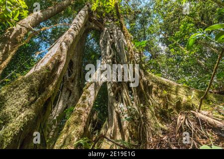 amazonas, Rinde, groß, Baldachin, ecuador, Umwelt, Ficus, Feige, Flora, Laub, Wald, riesig, grün, Dschungel, groß, üppig, Moos, Natur, neotropical, pla Stockfoto