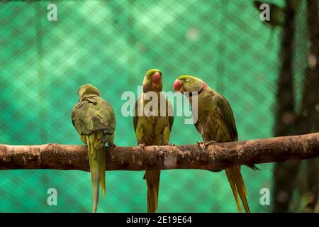 Drei grüne Sittiche (Psittacula eupatria), auch bekannt als Alexandrine Papagei im Mysore Zoo Garten, Karnataka Bezirk, Indien. Fotoaufnahme Stockfoto