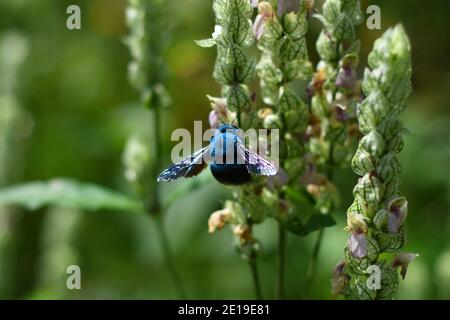 Die blaue Zimmermannsbiene schwebt in der Nähe einer blühenden Pflanze. Xylocopa caerulea. Stockfoto