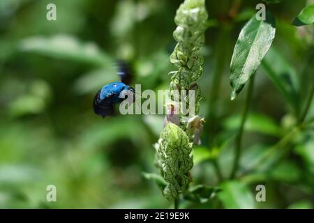 Die blaue Zimmermannsbiene schwebt in der Nähe einer blühenden Pflanze. Xylocopa caerulea. Stockfoto