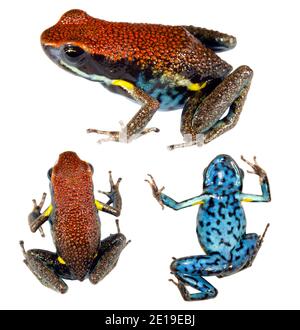 Ecuadorianischer Giftfrosch (Ameerega bilinguis), in drei Posen Stockfoto