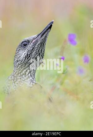 Europäischer Grünspecht unter den Blumen (Picus viridis) Stockfoto