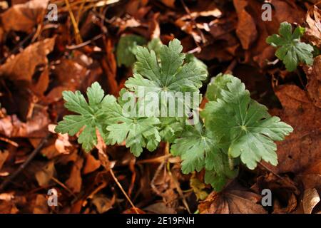 Geranium macrorrhizum oder Geranie in der Natur. Grüne Geranie Blätter Textur Stockfoto