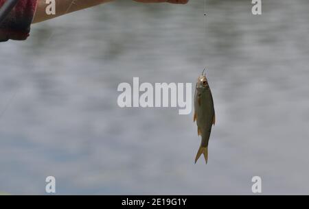 Roach Fisch gefangen mit einer Angelrute hängen an einem Haken Stockfoto