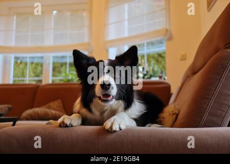 Smiling Border Collie liegt unten auf braunem Sofa im Wohnzimmer. Haushund schwarz und weiß auf der Couch. Stockfoto