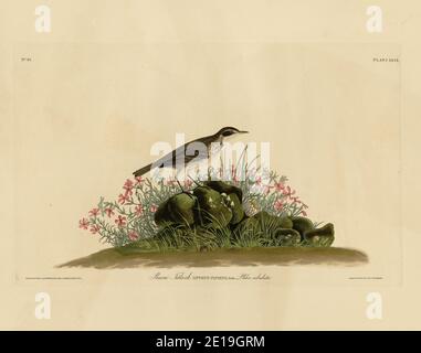 Platte 80 Prairie Titlark (American Pipit) The Birds of America Folio (1827–1839) von John James Audubon, sehr hochauflösende und hochwertig bearbeitete Bilder Stockfoto