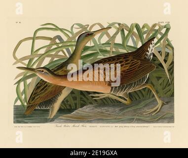 Platte 203 Fresh Water Marsh Hen (King Rail) The Birds of America Folio (1827–1839) von John James Audubon, sehr hochauflösende und hochwertig bearbeitete Bilder Stockfoto
