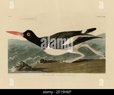 Platte 223 Pied Oyster-catcher (American Oystercatcher) The Birds of America Folio (1827–1839) von John James Audubon, hochauflösende und hochwertige Bilder Stockfoto