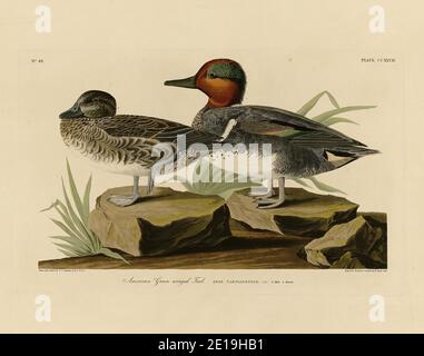 Platte 228 American Green Wing Teal aus dem Birds of America Folio (1827–1839) von John James Audubon, sehr hochauflösendes und hochwertiges bearbeitetes Bild Stockfoto