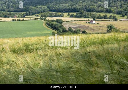 Blick über Weizenfelder in Richtung St Hubert's Church in Idsworth, South Downs National Park in Hampshire, England, Großbritannien Stockfoto