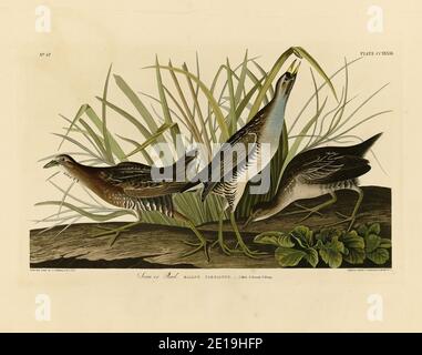 Platte 233 Sora or Rail aus dem Birds of America Folio (1827–1839) von John James Audubon, sehr hochauflösende und hochwertig bearbeitete Bilder Stockfoto