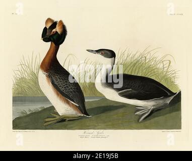 Platte 259 Horned Grebe aus dem Birds of America Folio (1827–1839) von John James Audubon, sehr hochauflösende und hochwertig bearbeitete Bilder Stockfoto