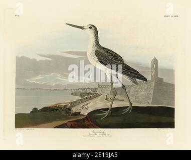 Platte 269 Greenshank (Common Greenshank) The Birds of America Folio (1827–1839) von John James Audubon, sehr hochauflösendes und hochwertiges bearbeitetes Bild Stockfoto