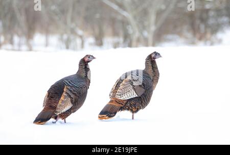 Eastern Wild Turkeys Meleagris gallopavo Nahaufnahme im Schnee stolzieren In Kanada Stockfoto