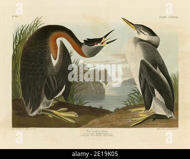 Plate 298 Red-necked Grebe, aus dem Birds of America Folio (1827–1839) von John James Audubon – sehr hochauflösende und hochwertig bearbeitete Bilder Stockfoto