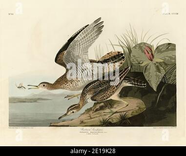 Platte 303 Bartram Sandpiper (Upland Sandpiper) The Birds of America Folio (1827–1839) von John James Audubon, hochauflösendes und hochwertiges bearbeitetes Bild Stockfoto