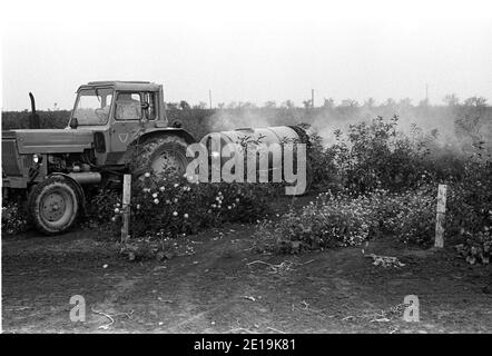 15. September 1981, Sachsen, Sprotta: Im Herbst 1981 in einem Apfelgarten einer Treibgasanlage im Landkreis Eilenburg gegen Schädlinge sprühen. Das genaue Datum der Aufnahme ist nicht bekannt. Foto: Volkmar Heinz/dpa-Zentralbild/ZB Stockfoto