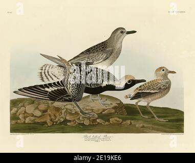 Plate 334 Black-Bellied Plover (Grey Plover) The Birds of America Folio (1827–1839): John James Audubon, sehr hochauflösende und hochwertig bearbeitete Bilder Stockfoto