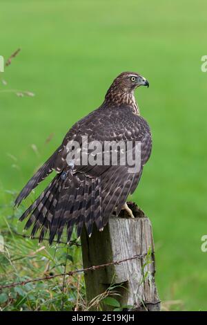 Unreifer Habicht (Accipiter gentilis), kontrolliert, Cumbria, Großbritannien Stockfoto