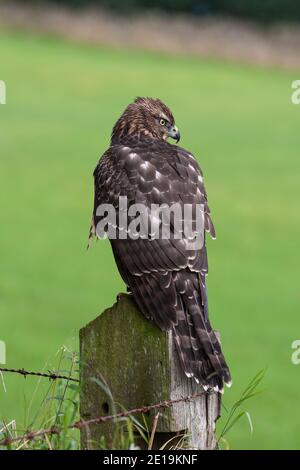 Unreifer Habicht (Accipiter gentilis), kontrolliert, Cumbria, Großbritannien Stockfoto