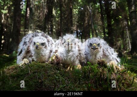 Goshawk (Accipiter gentilis) Küken warten auf das Klingeln, Kielder Forest, Northumberland, Großbritannien Stockfoto