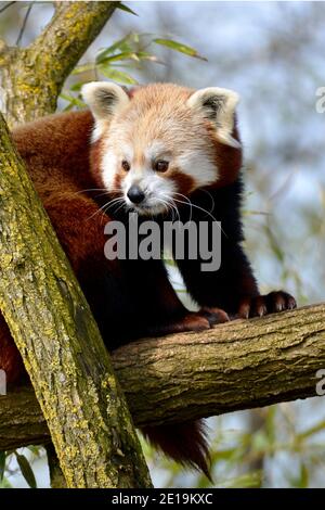 Kleiner Panda (Ailurus fulgens) auf Zweig Baum Stockfoto
