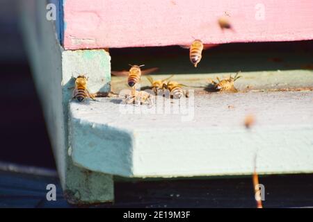 Blau und weiß Holzbiene Hive Stockfoto