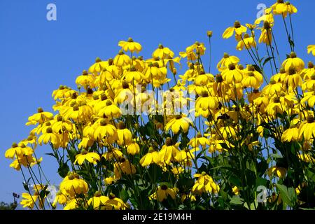 Sommer krautige Grenze mehrjährige Rudbeckia 'Herbstsonne' Stockfoto