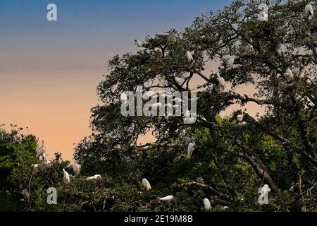 Tropische Vögel sammeln sich im Nistgebiet in Nord-Florida Stockfoto