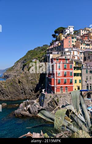 Dorf Riomaggiore und Sukkulente Pflanze, eine Gemeinde in der Provinz La Spezia, in einem kleinen Tal in der Region Ligurien in Italien Stockfoto