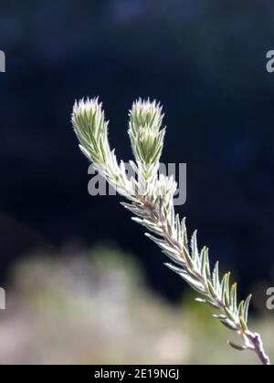 Fynbos Blätter vor dunklem Hintergrund, fotografiert in den Cederberg Bergen in Südafrika Stockfoto