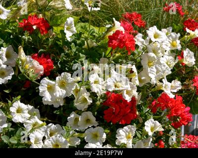 Hintergrund der blühenden roten und weißen Petunia Surfinia Blumen Stockfoto