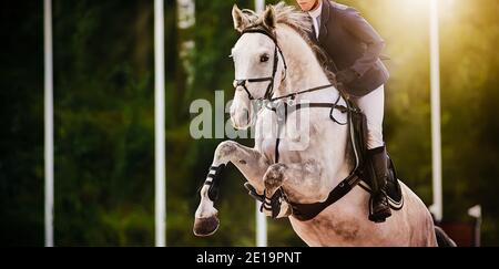 Ein getupftes graues Sportpferd springt mit einem Reiter im Sattel bei einem sommerlichen Springturnier an einem sonnigen Tag. Reiten. Reitsport. Stockfoto