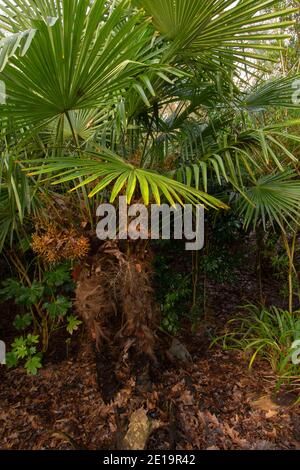 Trachycarpus fortunei, chinesische Windmühlenpalme, zeigt Struktur und Frucht Stockfoto