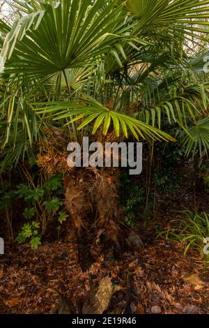 Trachycarpus fortunei, chinesische Windmühlenpalme, zeigt Struktur und Frucht Stockfoto