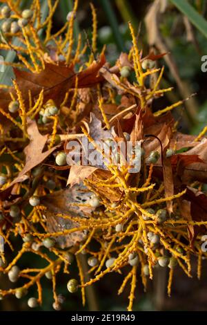 Trachycarpus fortunei, chinesische Windmühlenpalme, zeigt Struktur und Frucht Stockfoto