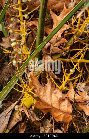 Trachycarpus fortunei, chinesische Windmühlenpalme, zeigt Struktur und Frucht Stockfoto