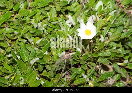 Mountain Avens (Dryas Octopetala) Stockfoto