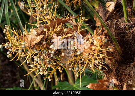 Trachycarpus fortunei, chinesische Windmühlenpalme, zeigt Struktur und Frucht Stockfoto