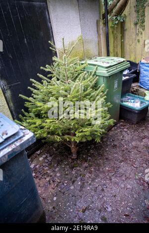 Ausrangierte Weihnachtsbaum lehnt an einige Behälter warten Sammlung im Januar. Stockfoto