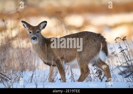 Weißschwanzhirsche (Odocoileus virginianus) Rehe im Schnee, Calgary, Carburn Park, Alberta, Kanada: 2021-01-04 Stockfoto