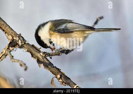 Schwarzdeckelmuschel (Poecile atricapillus), Calgary, Carburn Park, Alberta, Kanada Stockfoto