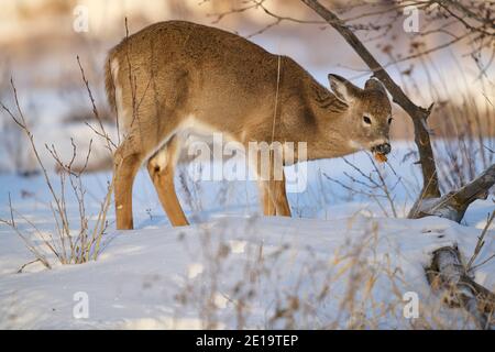 Weißschwanzhirsche (Odocoileus virginianus) Rehe im Schnee, Calgary, Carburn Park, Alberta, Kanada: 2021-01-04 Stockfoto