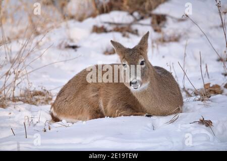 Weißschwanzhirsche (Odocoileus virginianus) Rehe im Schnee, Calgary, Carburn Park, Alberta, Kanada: 2021-01-04 Stockfoto