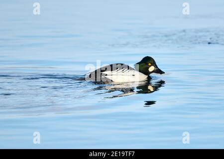 Goldeneye (Bucephala clangula) beim Schwimmen im Bow River, Calgary, Carburn Park, Alberta, Kanada Stockfoto