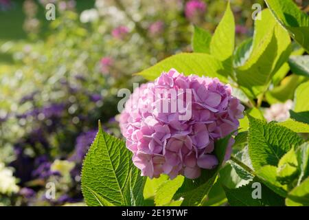 Rosa Hortensien, oder Hortensien, blühen in einem Garten Stockfoto